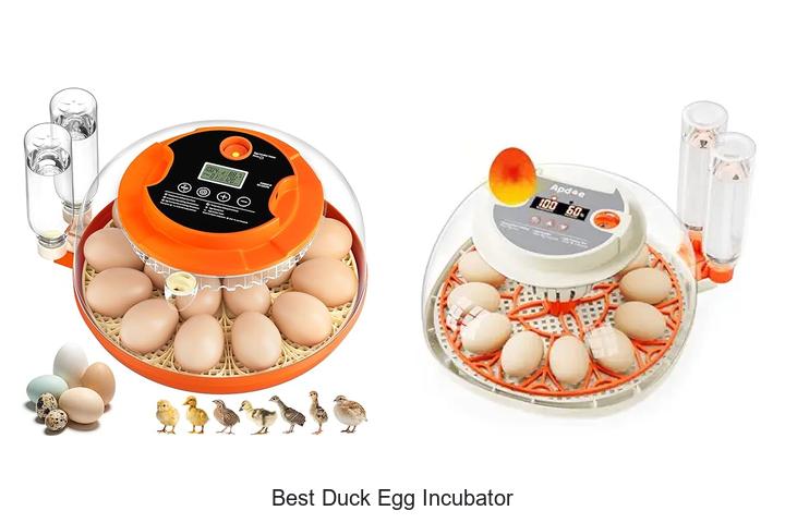 Top 12 Best Duck Egg Incubator You Can’t Miss Today